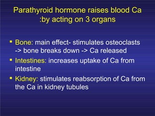 Parathyroid hormone raises blood Ca
:by acting on 3 organs
.
.
.
Bone: main effect- stimulates osteoclasts
-> bone breaks down -> Ca released
Intestines: increases uptake of Ca from
intestine
Kidney: stimulates reabsorption of Ca from
the Ca in kidney tubules
 