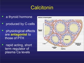 Calcitonin
.
.
.
a thyroid hormone
produced by C-cells
physiological effects
are antagonist to
those of PTH
. rapid acting, short
term regulator of
plasma Ca levels
 