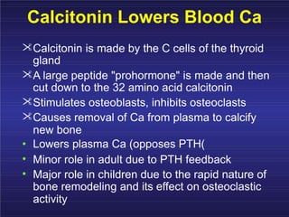 Calcitonin Lowers Blood Ca
Calcitonin is made by the C cells of the thyroid
gland
A large peptide "prohormone" is made and then
cut down to the 32 amino acid calcitonin
Stimulates osteoblasts, inhibits osteoclasts
Causes removal of Ca from plasma to calcify
new bone
• Lowers plasma Ca (opposes PTH(
•
•
Minor role in adult due to PTH feedback
Major role in children due to the rapid nature of
bone remodeling and its effect on osteoclastic
activity
 