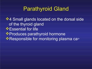 Parathyroid Gland
4 Small glands located on the dorsal side
of the thyroid gland
Essential for life
Produces parathyroid hormone
Responsible for monitoring plasma ca2+
 