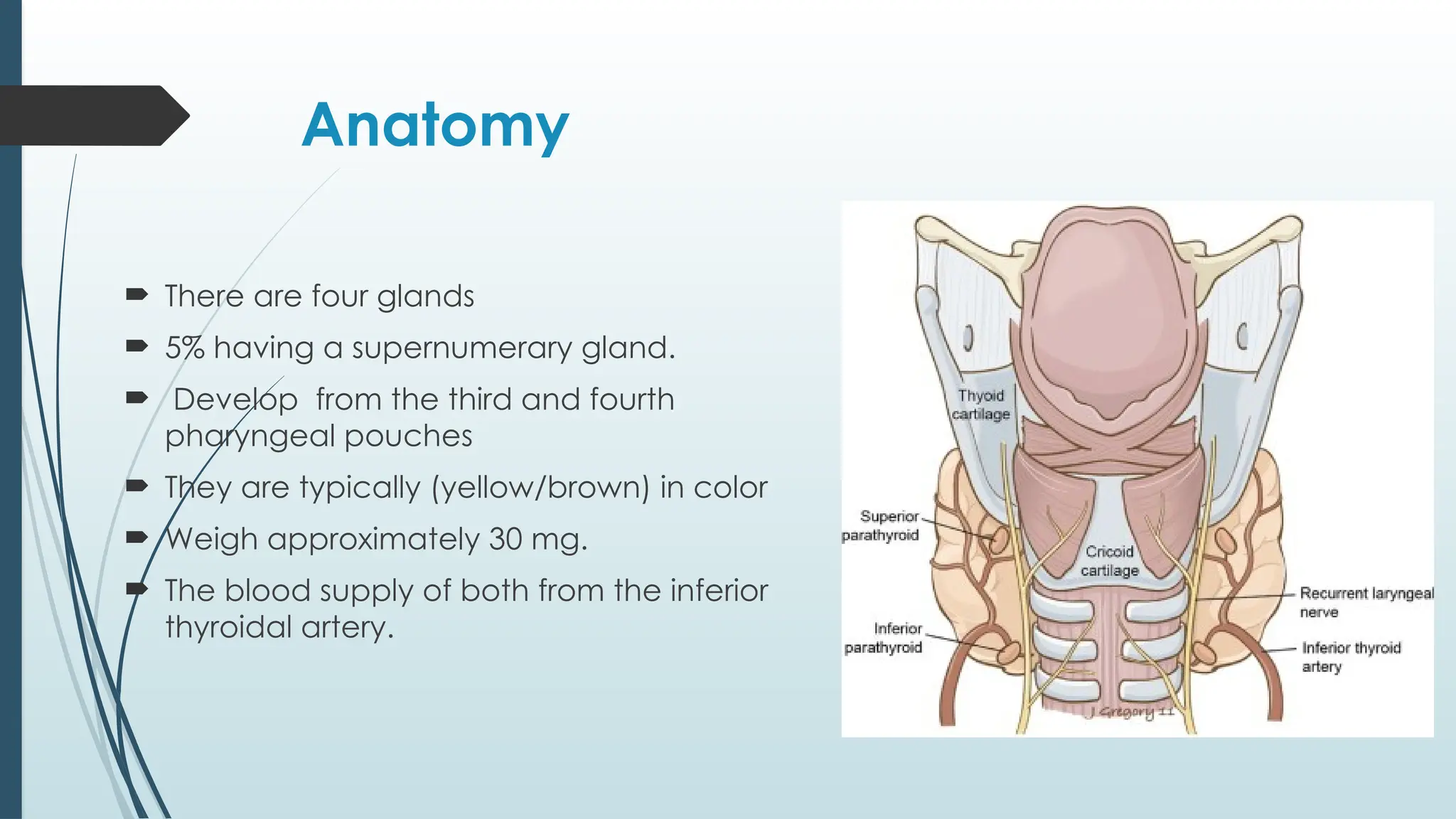 Anatomy
 There are four glands
 5% having a supernumerary gland.
 Develop from the third and fourth
pharyngeal pouches
 They are typically (yellow/brown) in color
 Weigh approximately 30 mg.
 The blood supply of both from the inferior
thyroidal artery.
 