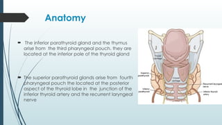  The inferior parathyroid gland and the thymus
arise from the third pharyngeal pouch. they are
located at the inferior pole of the thyroid gland
 The superior parathyroid glands arise from fourth
pharyngeal pouch the located at the posterior
aspect of the thyroid lobe in the junction of the
inferior thyroid artery and the recurrent laryngeal
nerve
Anatomy
 