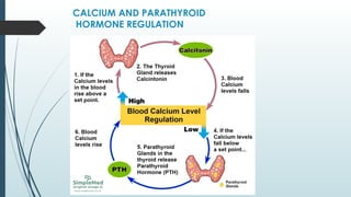 CALCIUM AND PARATHYROID
HORMONE REGULATION
 