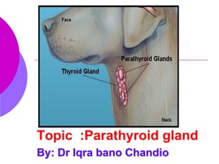 Topic :Parathyroid gland
By: Dr Iqra bano Chandio
 