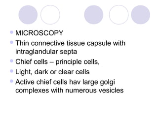 MICROSCOPY
Thin connective tissue capsule with
intraglandular septa
Chief cells – principle cells,
Light, dark or clear cells
Active chief cells hav large golgi
complexes with numerous vesicles
 