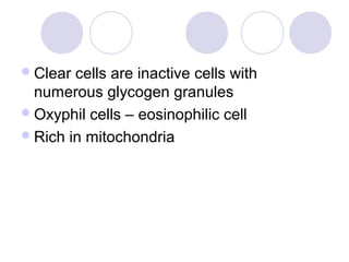 Clear cells are inactive cells with
numerous glycogen granules
Oxyphil cells – eosinophilic cell
Rich in mitochondria
 