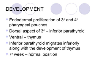 DEVELOPMENT
Endodermal proliferation of 3rd
and 4th
pharyngeal pouches
Dorsal aspect of 3rd
– inferior parathyroid
Ventral – thymus
Inferior parathyroid migrates inferiorly
along with the development of thymus
7th
week – normal position
 