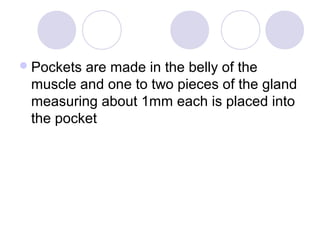Pockets are made in the belly of the
muscle and one to two pieces of the gland
measuring about 1mm each is placed into
the pocket
 