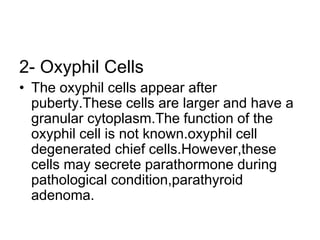 2- Oxyphil Cells
• The oxyphil cells appear after
puberty.These cells are larger and have a
granular cytoplasm.The function of the
oxyphil cell is not known.oxyphil cell
degenerated chief cells.However,these
cells may secrete parathormone during
pathological condition,parathyroid
adenoma.
 