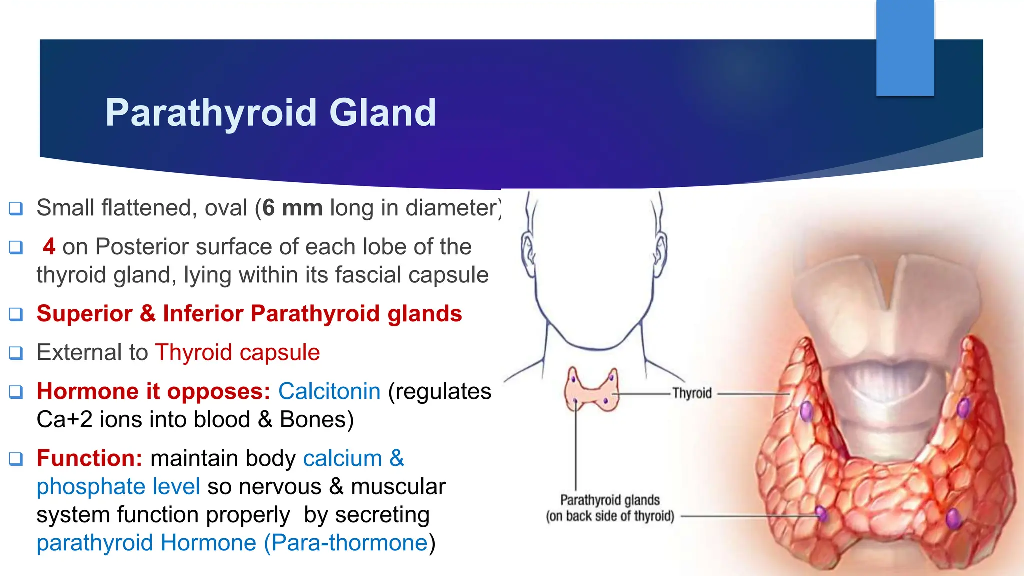 Parathyroid Glands- Gross Anatomy & Histology by Dr. Rabia Inam ...