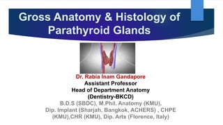 Gross Anatomy & Histology of
Parathyroid Glands
Dr. Rabia Inam Gandapore
Assistant Professor
Head of Department Anatomy
(Dentistry-BKCD)
B.D.S (SBDC), M.Phil. Anatomy (KMU),
Dip. Implant (Sharjah, Bangkok, ACHERS) , CHPE
(KMU),CHR (KMU), Dip. Arts (Florence, Italy)
 