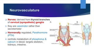 Parathyroid Gland Anatomy And Physiology Ppt