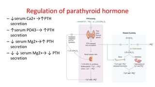 – ↓serum Ca2+ →↑PTH
secretion
– ↑serum PO43−→ ↑PTH
secretion
– ↓ serum Mg2+→↑ PTH
secretion
– ↓ ↓ serum Mg2+→ ↓ PTH
secretion
Regulation of parathyroid hormone
 