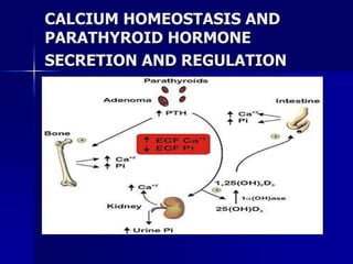 CALCIUM HOMEOSTASIS AND
PARATHYROID HORMONE
SECRETION AND REGULATION
 