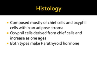  Composed mostly of chief cells and oxyphil
cells within an adipose stroma.
 Oxyphil cells derived from chief cells and
increase as one ages
 Both types make Parathyroid hormone
 