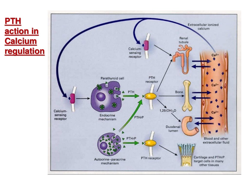 Parathyroid hormone