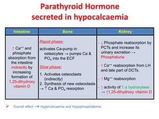 Parathyroid Hormone
secreted in hypocalcaemia
Intestine Bone Kidney
↑ Ca++ and
phosphate
absorption from
the intestine
indirectly by
increasing
formation of
1,25-dihydroxy
vitamin D
Rapid phase:
activates Ca-pump in
osteocytes  pumps Ca &
PO4 into the ECF
Slow phase:
1. Activates osteoclasts
(indirectly)
2. Synthesis of new osteoclasts
  Ca & PO4 resorption
- ↓ Phosphate reabsorption by
PCTs and increase its
urinary excretion →
Phosphaturia
- ↑ Ca++ reabsorption from LH
and late part of DCTs.
- ↑ Mg++ reabsorption
- ↑ activity of 1 α hydroxylase
→ ↑1,25-dihydroxy vitamin D
 