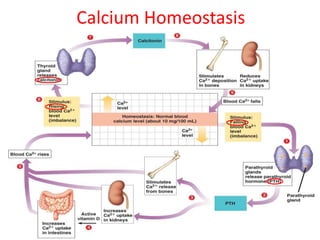 Calcium Homeostasis
 