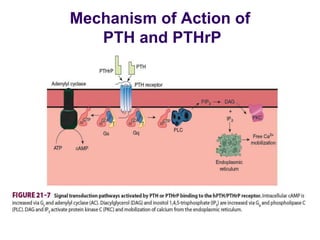 Mechanism of Action of
PTH and PTHrP
 