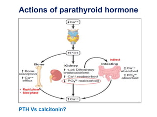Actions of parathyroid hormone
PTH Vs calcitonin?
 