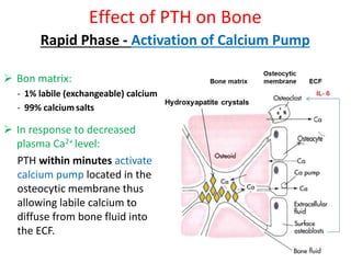Rapid Phase - Activation of Calcium Pump
 Bon matrix:
- 1% labile (exchangeable) calcium
- 99% calciumsalts
 In response to decreased
plasma Ca2+ level:
PTH within minutes activate
calcium pump located in the
osteocytic membrane thus
allowing labile calcium to
diffuse from bone fluid into
the ECF.
Effect of PTH on Bone
 