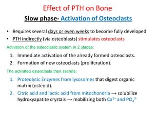 Slow phase- Activation of Osteoclasts
• Requires several days or even weeks to become fully developed
• PTH indirectly (via osteoblasts) stimulates osteoclasts
Activation of the osteoclastic system in 2 stages:
1. Immediate activation of the already formed osteoclasts.
2. Formation of new osteoclasts (proliferation).
The activated osteoclasts then secrete:
1. Proteolytic Enzymes from lysosomes that digest organic
matrix (osteoid).
2. Citric acid and lactic acid from mitochondria → solubilize
hydroxyapatite crystals → mobilizing both Ca2+ and PO4
3-
Effect of PTH on Bone
 