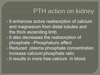 It enhances active reabsorption of calcium
and magnesium from distal tubules and
the thick ascending limb.
It also decreases the reabsorption of
phosphate –Phosphaturic effect
Reduced plasma phosphate concentration
increase calcium:phosphate ratio
It results in more free calcium in blood.
 