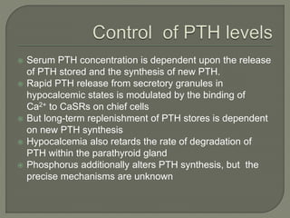 Serum PTH concentration is dependent upon the release
of PTH stored and the synthesis of new PTH.
 Rapid PTH release from secretory granules in
hypocalcemic states is modulated by the binding of
Ca2+ to CaSRs on chief cells
 But long-term replenishment of PTH stores is dependent
on new PTH synthesis
 Hypocalcemia also retards the rate of degradation of
PTH within the parathyroid gland
 Phosphorus additionally alters PTH synthesis, but the
precise mechanisms are unknown
 