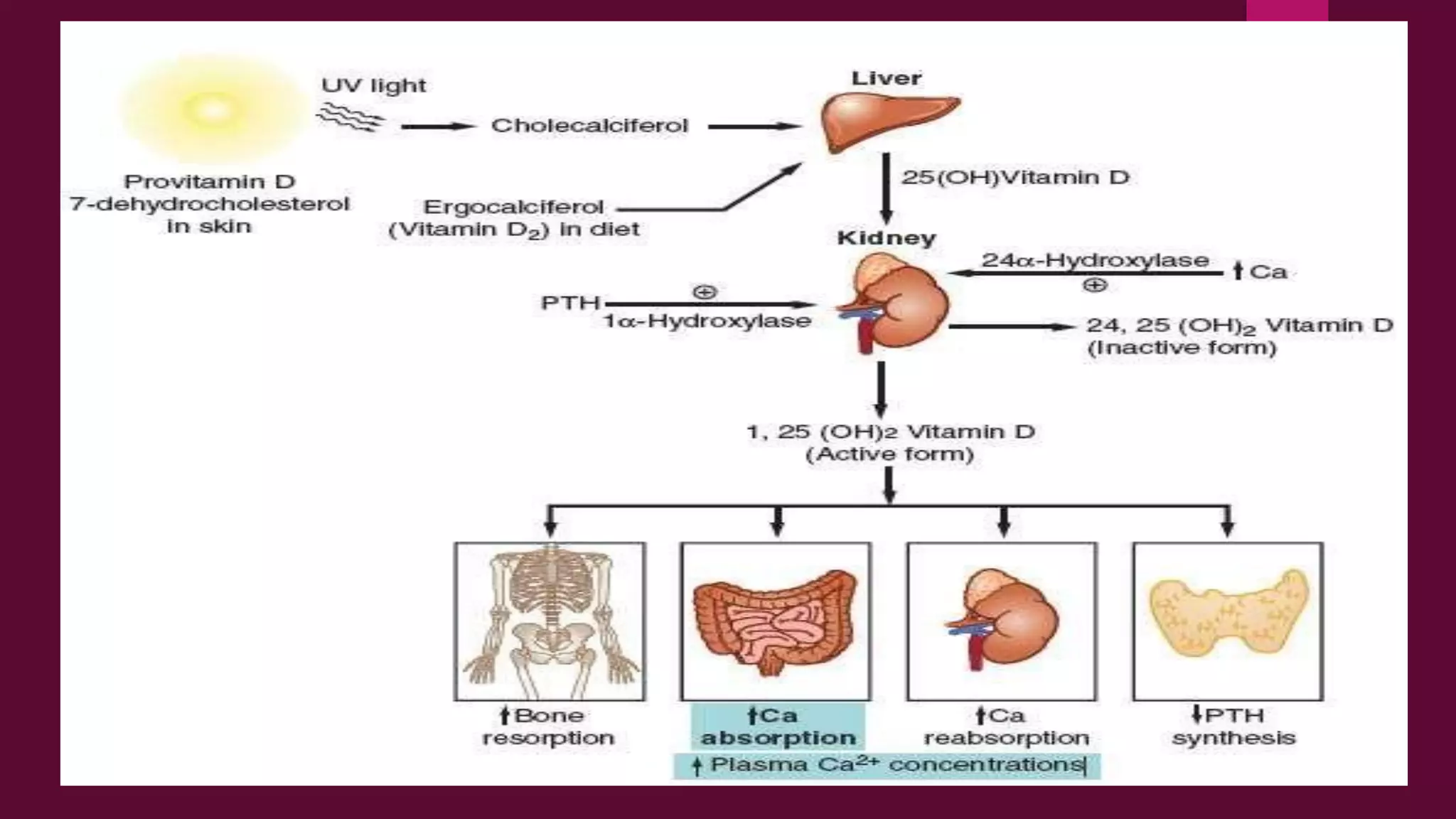Parathyroid hormone and calcium homeostasis | PDF