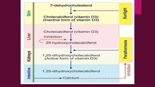 Parathyroid hormone and calcium homeostasis | PDF