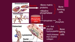 Parathyroid hormone and calcium homeostasis | PDF