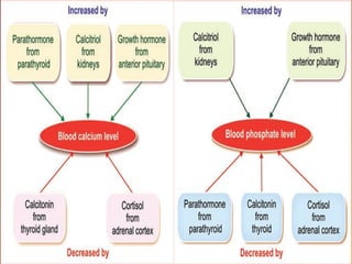 Parathyroid hormone & Vit D Calcium & phosphate homeostasis.pptx