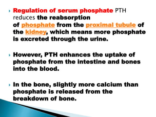  Regulation of serum phosphate PTH
reduces the reabsorption
of phosphate from the proximal tubule of
the kidney, which means more phosphate
is excreted through the urine.
 However, PTH enhances the uptake of
phosphate from the intestine and bones
into the blood.
 In the bone, slightly more calcium than
phosphate is released from the
breakdown of bone.
 