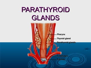 PARATHYROIDPARATHYROID
GLANDSGLANDS
 