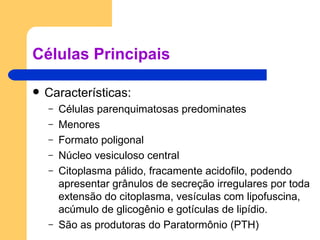 Células Principais Características: Células parenquimatosas predominates Menores Formato poligonal Núcleo vesiculoso central Citoplasma pálido, fracamente acidofilo, podendo apresentar grânulos de secreção irregulares por toda extensão do citoplasma, vesículas com lipofuscina, acúmulo de glicogênio e gotículas de lipídio. São as produtoras do Paratormônio (PTH) 