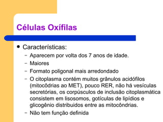 Células Oxífilas Características: Aparecem por volta dos 7 anos de idade. Maiores Formato poligonal mais arredondado O citoplasma contém muitos grânulos acidófilos (mitocôdrias ao MET), pouco RER, não há vesículas secretórias, os corpúsculos de inclusão citoplasmática consistem em lisosomos, gotículas de lipídios e glicogênio distribuidos entre as mitocôndrias. Não tem função definida 