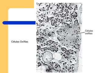 Células Oxífilas 