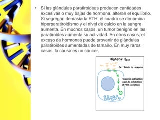 Si las glándulas paratiroideas producen cantidades excesivas o muy bajas de hormona, alteran el equilibrio. Si segregan demasiada PTH, el cuadro se denomina hiperparatiroidismo y el nivel de calcio en la sangre aumenta. En muchos casos, un tumor benigno en las paratiroides aumenta su actividad. En otros casos, el exceso de hormonas puede provenir de glándulas paratiroides aumentadas de tamaño. En muy raros casos, la causa es un cáncer.