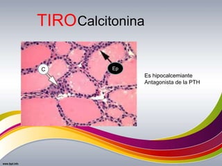 Calcitonina
C Ep
Es hipocalcemiante
Antagonista de la PTH
TIRO
 