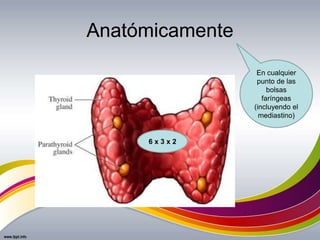 Anatómicamente
En cualquier
punto de las
bolsas
faríngeas
(incluyendo el
mediastino)
6 x 3 x 2
 