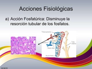 Acciones Fisiológicas
a) Acción Fosfatúrica: Disminuye la
resorción tubular de los fosfatos.
 