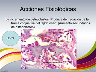 Acciones Fisiológicas
b) Incremento de osteoclastos: Produce degradación de la
trama conjuntiva del tejido óseo. (Aumento secundarios
de osteoblastos)
OSTEOCITO
LENTA
 