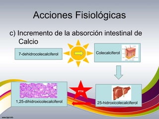 Acciones Fisiológicas
c) Incremento de la absorción intestinal de
Calcio
Colecalciferol
25-hidroxicolecalciferol1,25-dihidroxicolecalciferol
7-dehidrocolecalciferol
PTH
 