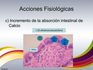 Acciones Fisiológicas
c) Incremento de la absorción intestinal de
Calcio
1,25-dihidroxicolecalciferol
P.F.Ca
Ca
++ ATP
asa P
asa
Alc
 
