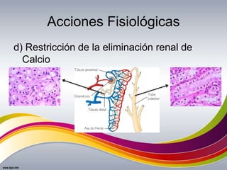 Acciones Fisiológicas
d) Restricción de la eliminación renal de
Calcio
 