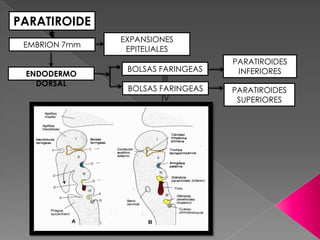 PARATIROIDE
     S         EXPANSIONES
 EMBRION 7mm
                EPITELIALES
                                   PARATIROIDES
                BOLSAS FARINGEAS    INFERIORES
 ENDODERMO
                        III
   DORSAL
                BOLSAS FARINGEAS   PARATIROIDES
                        IV          SUPERIORES
 
