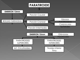 PARATIROIDE
                              S
 EMBRION 13mm
                          Porción Caudal

                                                            Esbozos
BOLSAS FARINGEAS          Porción Craneal                 Paratifoideos
        III                                               Corpúsculos
                                                           Epiteliales
                        Porción Intermedia


                          EMBRION 15mm                    Glándulas
                                                         Paratiroides
           PARATIROIDES                      PARATIROIDES
            SUPERIORES                        INFERIORES

         Art. Cricotiroidea                  Tiroides Inferior
                                                   Timo
 