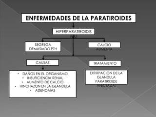 ENFERMEDADES DE LA PARATIROIDES

                         HIPERPARATIROIDIS
                                MO

              SEGREGA                          CALCIO
            DEMASIADO PTH                     AUMENTA


               CAUSAS                        TRATAMIENTO

    •     DAÑOS EN EL ORGANISMO          EXTIRPACION DE LA
          • INSUFICIENCIA RENAL              GLANDULA
         • AUMENTO DE CALCIO                PARATIROIDE
•       HINCHAZON EN LA GLANDULA             AFECTADA.
              • ADENOMAS
 