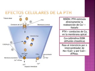 RIÑÓN: PTH estimula
directamente la
reabsorción de Ca/ <
fostafo
PTH > conductos de Ca,
en la membrana apical
Ca+calbindina-D28K
(difusión citosólica)
Paso al intersticio por n
intercambiador de
Na+/Ca2+ y por Ca2+-
ATPasa.
 