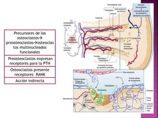 Preosteoclastos expresan
receptores para la PTH
Precursores de los
osteoclastos
preosteoclastososteoclas
tos multinucleados
funcionales
Osteoclastos presente
receptores RANK
Acción indirecta
 